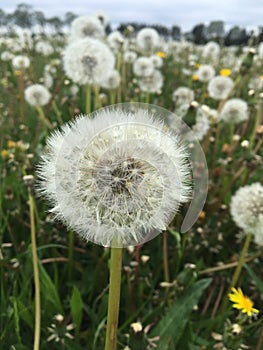 Beautiful Dandelion field in Denmark