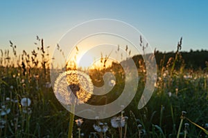 Beautiful dandelion in a field on a sunset