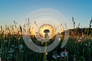 Beautiful dandelion in a field on a sunset