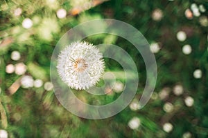 A beautiful Dandelion flower