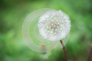 A beautiful Dandelion flower