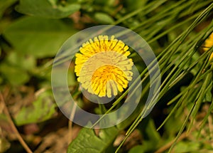 Beautiful dandelion flower close-up under a pine branch