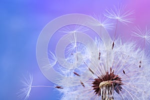 Beautiful dandelion flower with flying feathers on colorful background. Macro shot of nature scene