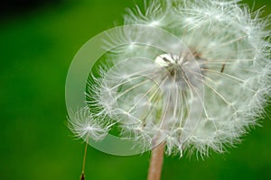 Beautiful dandelion flower with flying feathers on colorful bokeh background. Macro shot of summer nature scene