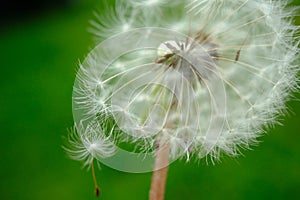 Beautiful dandelion flower with flying feathers on colorful bokeh background. Macro shot of summer nature scene