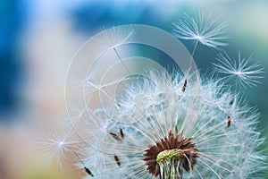 Beautiful dandelion flower with flying feathers on colorful bokeh background. Macro shot of summer nature scene photo