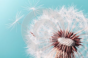 Beautiful dandelion flower with flying feathers on turquoise background. Macro shot