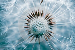 beautiful dandelion flower seed in springtime