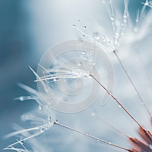 Beautiful dandelion flower seed in springtime