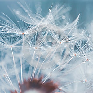 Beautiful dandelion flower seed in springtime