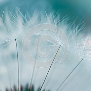 Beautiful dandelion flower seed in springtime