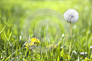 Beautiful Dandelion flower with seedsin the green meadow