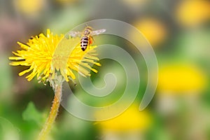 Beautiful dandelion flower on spring yellow meadow and flying bumblebee macro on soft blurry light green background. Concept hot