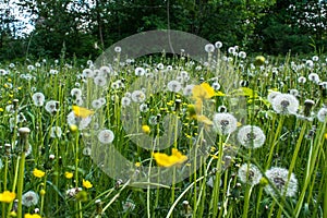 Beautiful dandelion flowers in the field during summer time