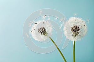 Beautiful dandelion flowers with flying feathers on turquoise background, vintage card