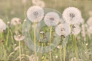 Beautiful dandelion flowers.  Romantic sepia filter