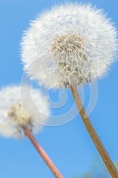 Beautiful dandelion flowers sky blue background, vintage card, macro.