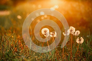 Beautiful dandelion flowers in spring in a field close-up in the golden rays of the sun. Fluffy dandelions glow in the rays of