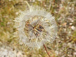 Beautiful dandelion fluff in meadow, Lithuania