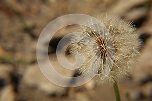 Beautiful  dandelion in the garden