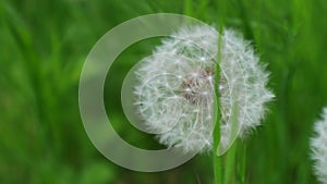 Beautiful dandelion on green grass blurred background.