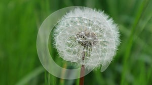 Beautiful dandelion on green grass blurred background.