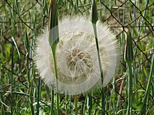 Beautiful dandelion large size waiting for the air to travel