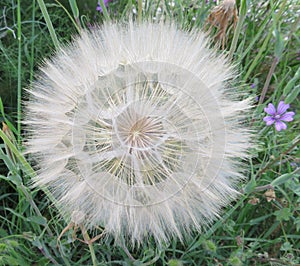 Beautiful dandelion large size waiting for the air to travel photo