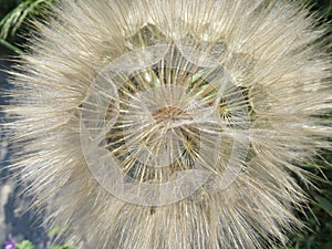 Beautiful dandelion large size waiting for the air to travel photo