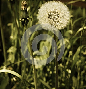 beautiful dandelion, perfection and simplicity of style