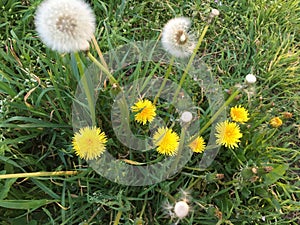 The beautiful dandelion on the roadside, the seed of life can go with the wind.