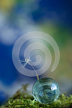 Dandelion seed on water drop flower background