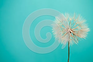 Beautiful dandelion seeds of dandelion flower on blue background