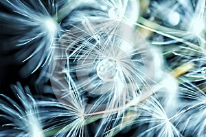 Beautiful dandelion seeds macro with water drop. Dark and Soft light blue background. Abstract artistic image template. Copy space