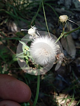 This is beautiful dandelion spring white dandelion.