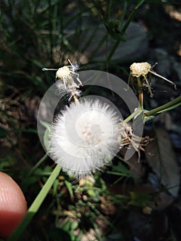 This is beautiful dandelion spring white dandelion.