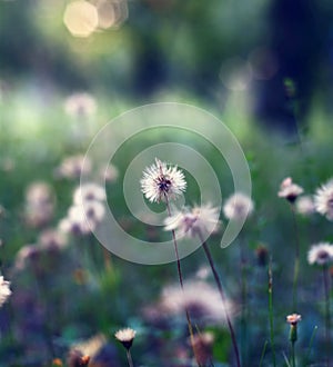 Beautiful dandelions