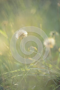 Beautiful dandelions