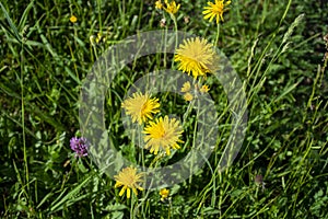 Beautiful dandelions blossomed on the flowerbed