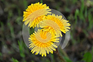 Beautiful dandelions on blurred background, close up