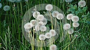 Beautiful dandelions close-up on green grass summer