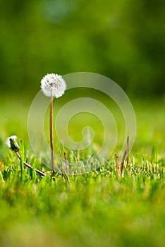 Beautiful dandelions at the end in the springtime