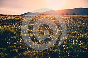 Beautiful dandelions field in soft warm orange and yellow sunrise light