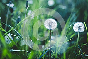 Beautiful dandelions in the garden