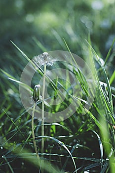 Beautiful dandelions in the garden