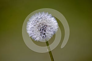 Beautiful Dandelions in the garden