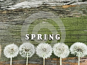 Beautiful dandelions lying on a white table