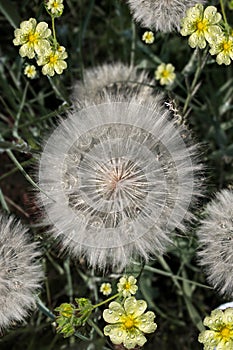 Beautiful dandelions in the meadow.