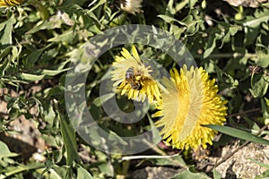 Beautiful dandelions in a spring park. Sunny day. A bee is a collector of nectar. Sunny day
