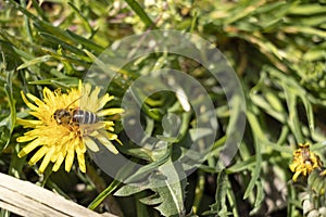 Beautiful dandelions in a spring park. Sunny day. A bee is a collector of nectar. Sunny day